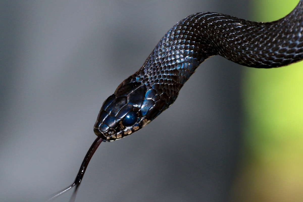 Индиец Сантош Лохар отомстил ядовитой змее, которая укусила его. Он нанес ей в ответ три укуса, в результате которых рептилия умерла.