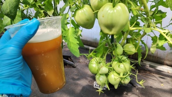 Лью 1 стакан натуральной подкормки под томаты, перцы, огурцы чтобы получить урожай ведрами, чем подкормить растения в июле