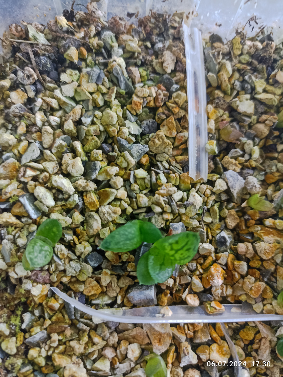Зимой я решила посеять семена хавортий. Из всех суккулентов у меня только они достаточно неплохо растут и выглядят.  Всхожесть далеко не идеальная - процентов 30 наверно.