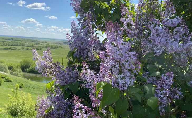    фото Курские известия