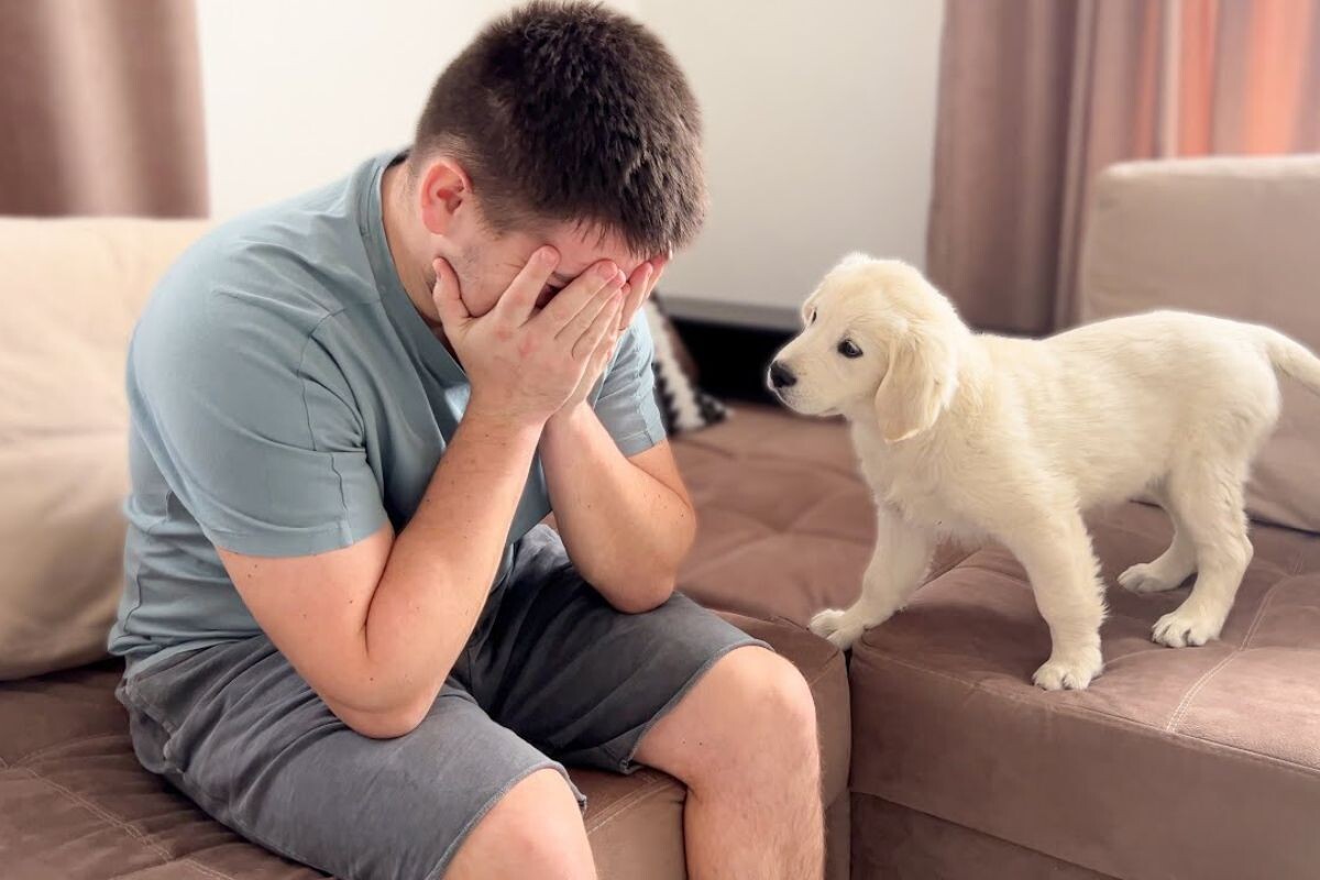Понимает ли собака, когда человек плачет?