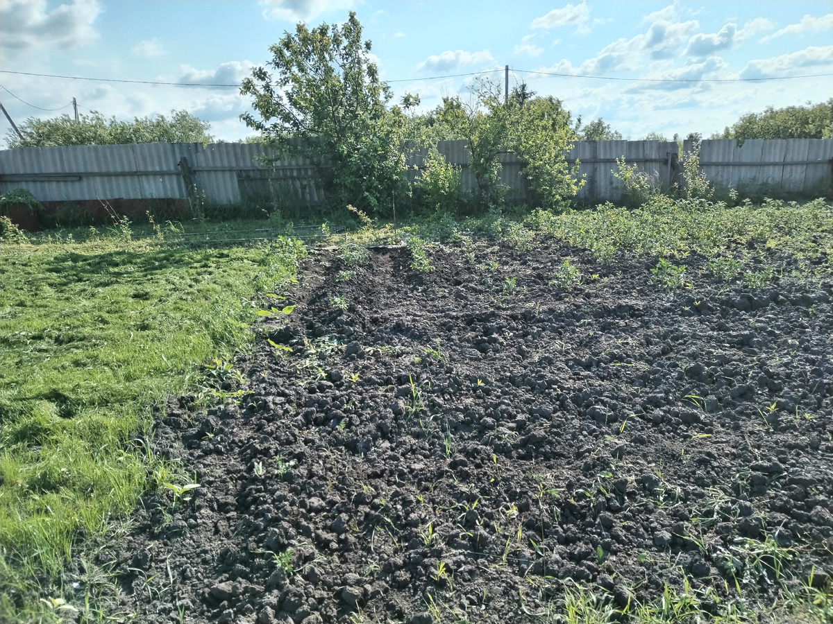 Взошла только половина, конечно садили на скорую руку и в конце особо не отсеивали покусанные мышами клубни, может в этом дело...