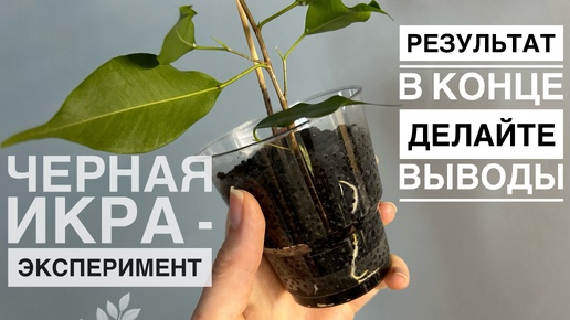 Черная икра - эксперимент🌿 новый распиареный метод, результат в конце, делайте выводы 🤷🏻‍♀️