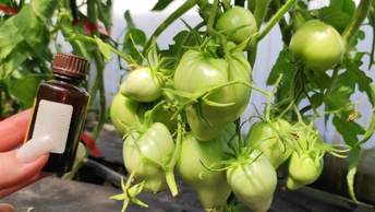 1 капля на литр воды и огурцы, томаты, перцы обильно заплодоносят, повысят урожай, чем обработать растения чтобы не болели