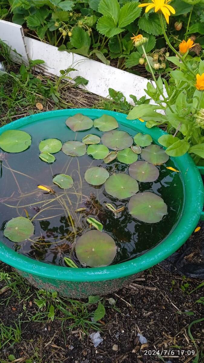 Есть на даче старый таз. Там лотосы растут у нас. 6 июля 2024 года.
