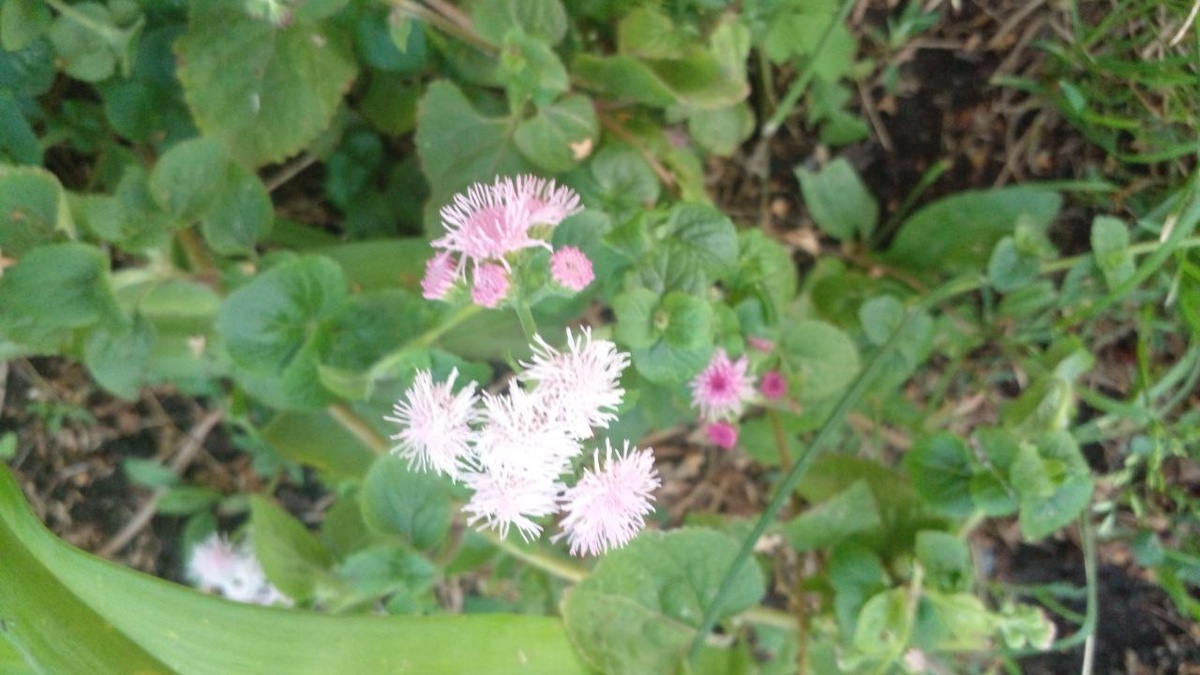 авторское фото Энциклопедия Алтая