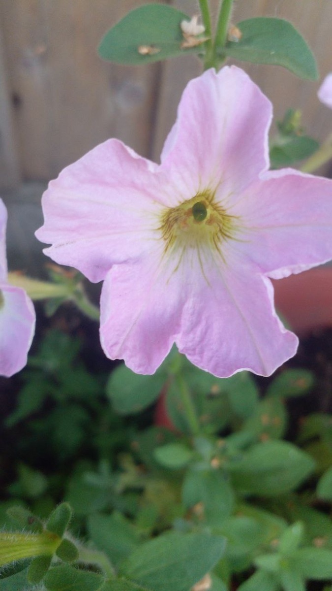 авторское фото Энциклопедия Алтая