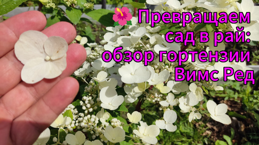 🔥 Забудьте про скучный сад! Эта гортензия сведёт вас с ума! 🌸 Вимс Ред: самая красивая гортензия для вашего сада!