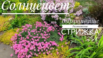 Солнцецвет: как выращивать, размножать и стричь