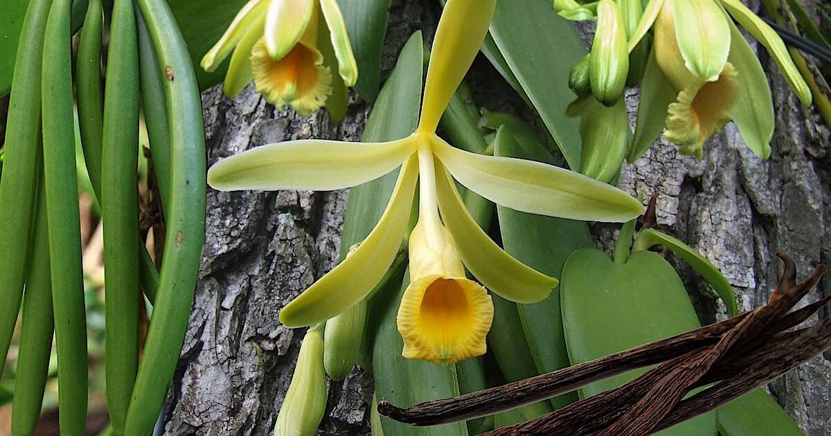 Vanilla planifolia