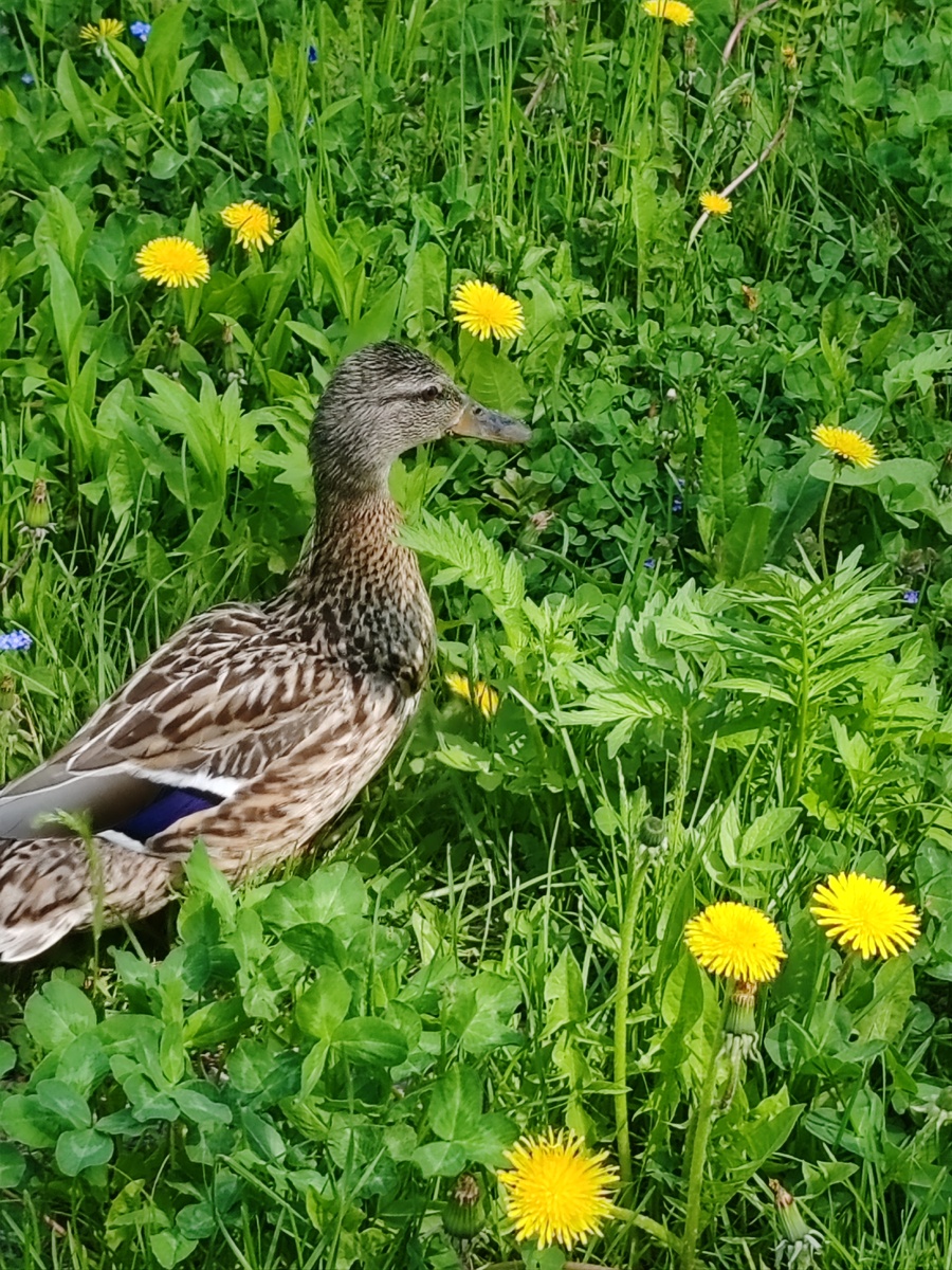 Михайловское кладбище