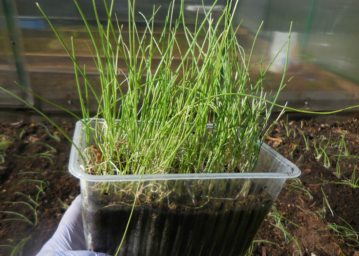 Рассада лука в контейнере