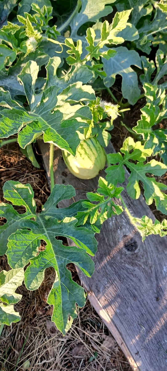 Арбуз "Бедуин".