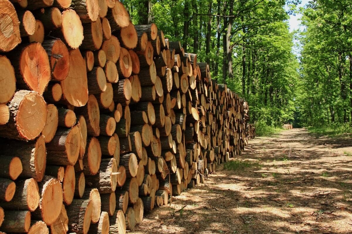 В Финляндии наблюдается резкий рост цен на древесину, что связано с ограничениями на импорт из России и увеличением инвестиций в лесоперерабатывающую отрасль, как сообщает телеканал MTV.