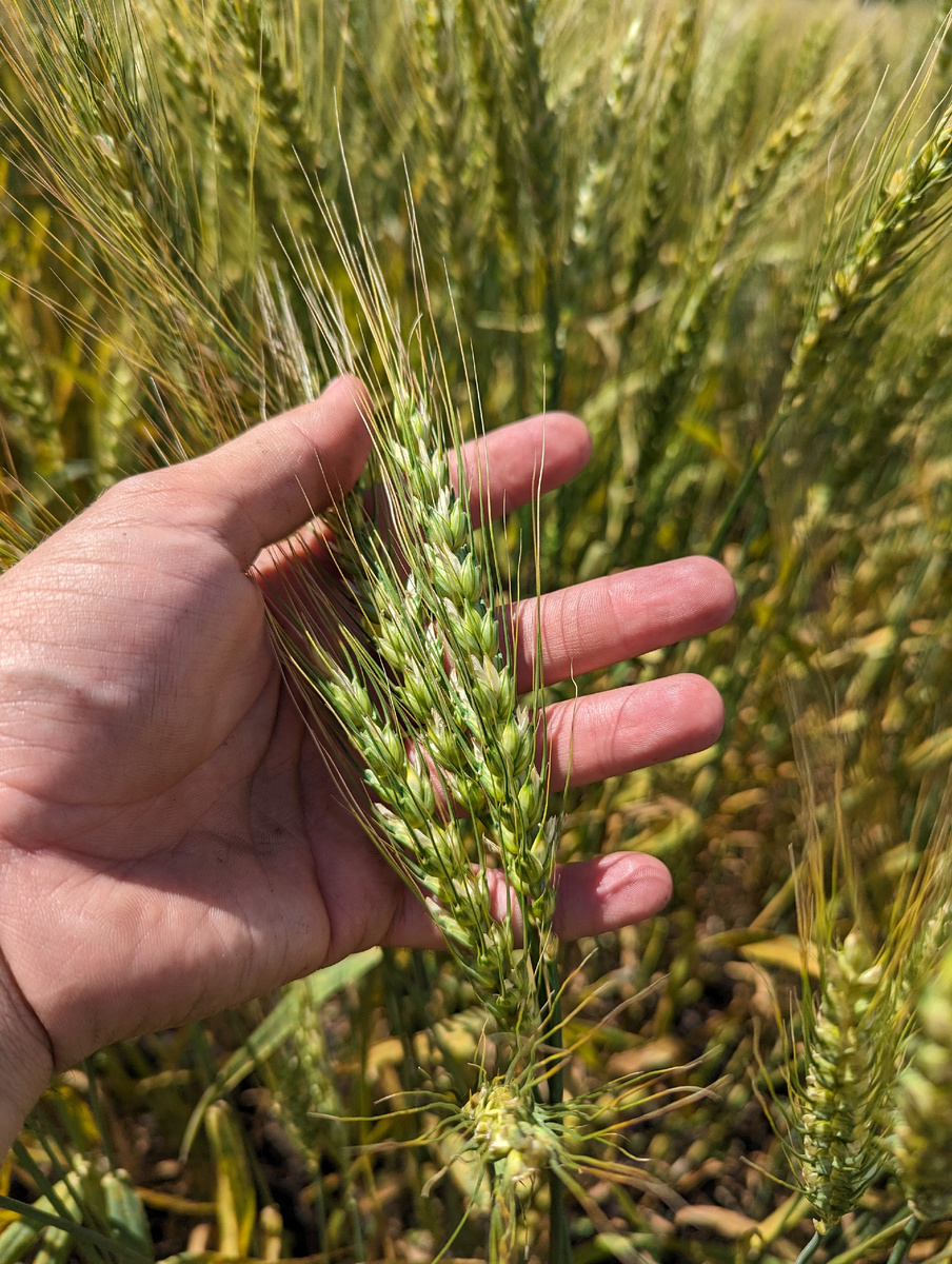 Пшеница 2024 года 