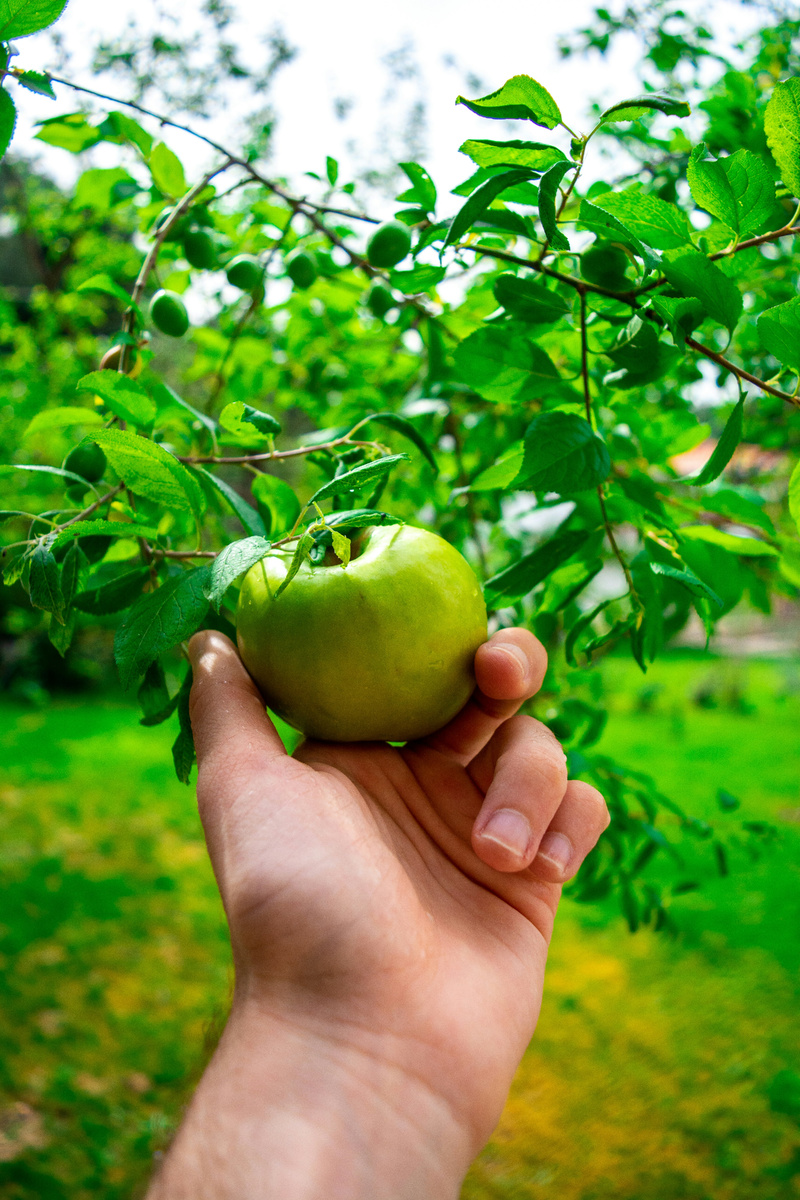 Фото: https://unsplash.com/photos/person-holding-green-apple-fruit-BhjuWy0HF4I