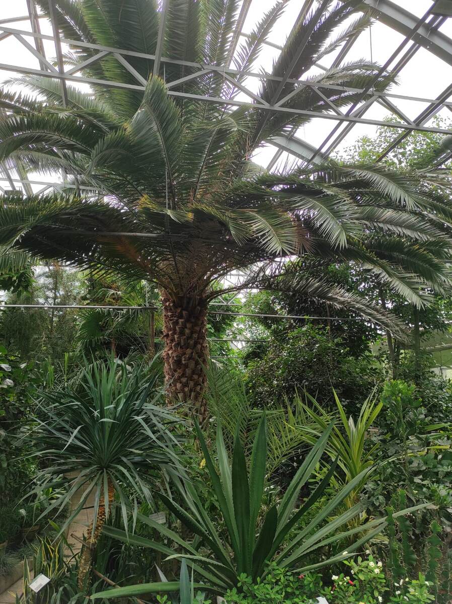 В оранжерее самого северного ботанического сада, о которой расскажу вам в следующих статьях