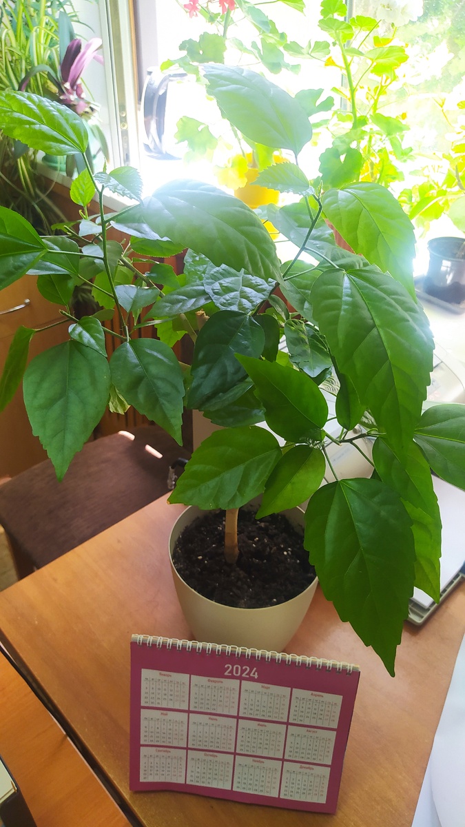 Одна из моих комнатных малюток-гибискусов