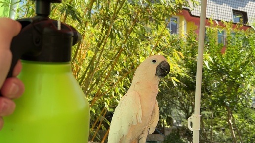 Попугай Макс наслаждается летним душем!