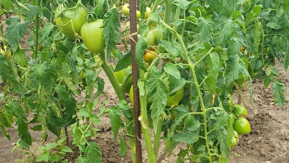 Сегодня будем разговаривать о томатах. На всех огородах есть грядки с помидорами. 