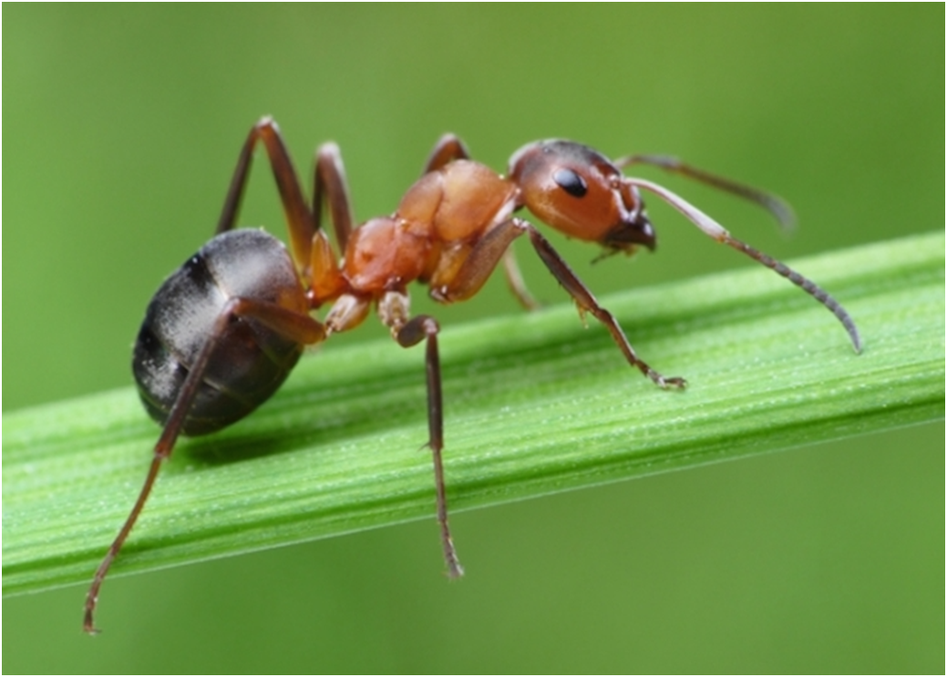 Существует несколько простых способов избавиться от муравьев на огороде: 🐜 Посыпьте муравьиные тропы и места скопления насекомых золой, табачной пылью или молотым перцем.