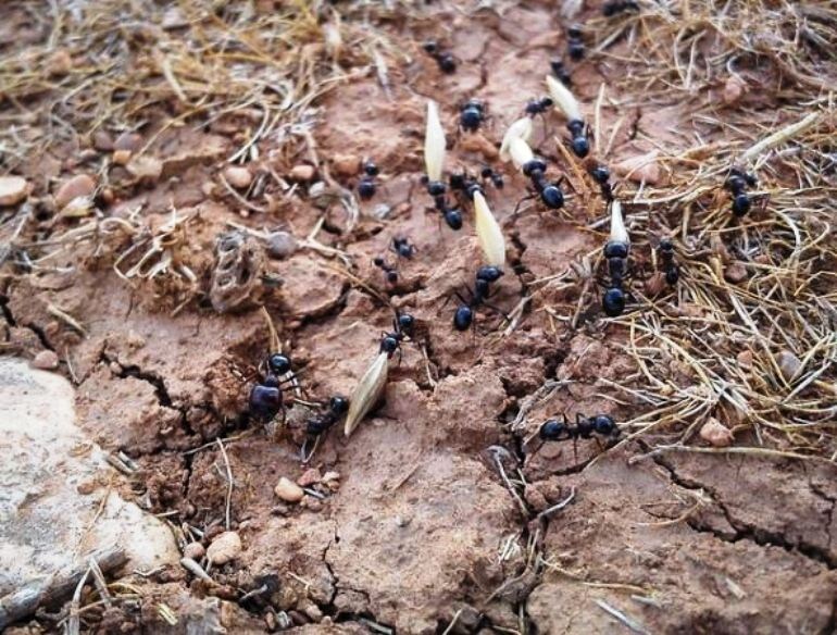 Существует несколько простых способов избавиться от муравьев на огороде: 🐜 Посыпьте муравьиные тропы и места скопления насекомых золой, табачной пылью или молотым перцем.-2