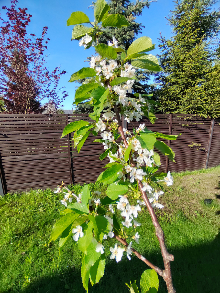 Своя черешня 🍒