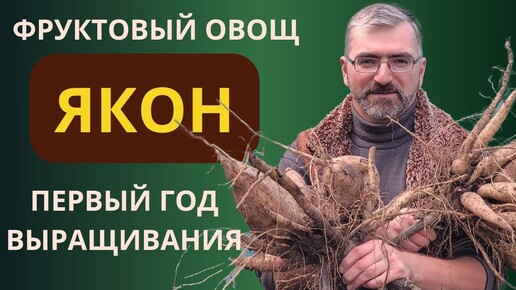 Фруктовый овощ ЯКОН. Первый год выращивание якона