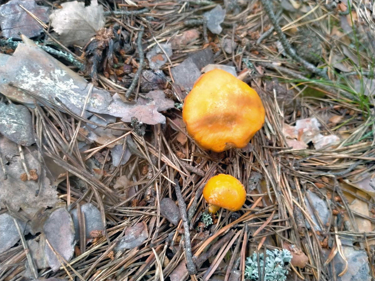 По дороге стали попадаться лисички