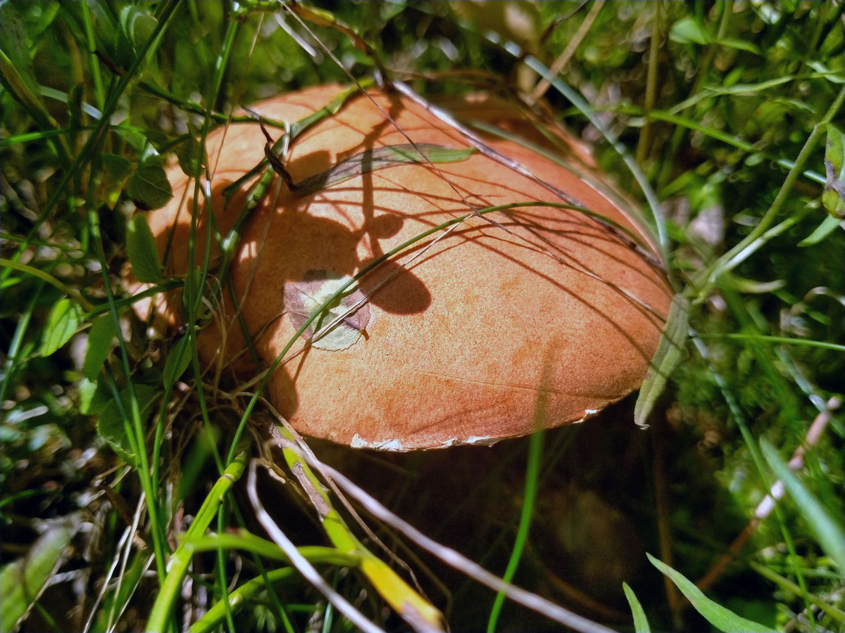 Подосиновик