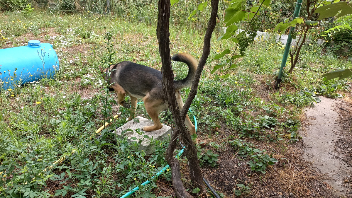 Товарищ Диего, пользуясь пасмурной погодой вышел на охоту за ящерками. Это и другие фото в статье сделаны автором и принадлежат ему на условиях авторского права 