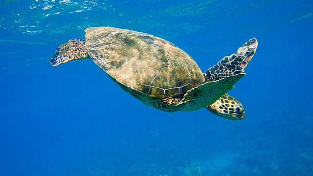 Охраняемая территория Аль-Курм в эмиратском городе Кальба присоединилась к меморандуму о взаимопонимании (МоВ) по сохранению морских черепах Юго-Восточной Азии в Индийском океане (IOSEA).