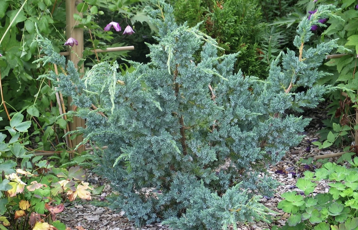 Juniperus squamata Meyeri 