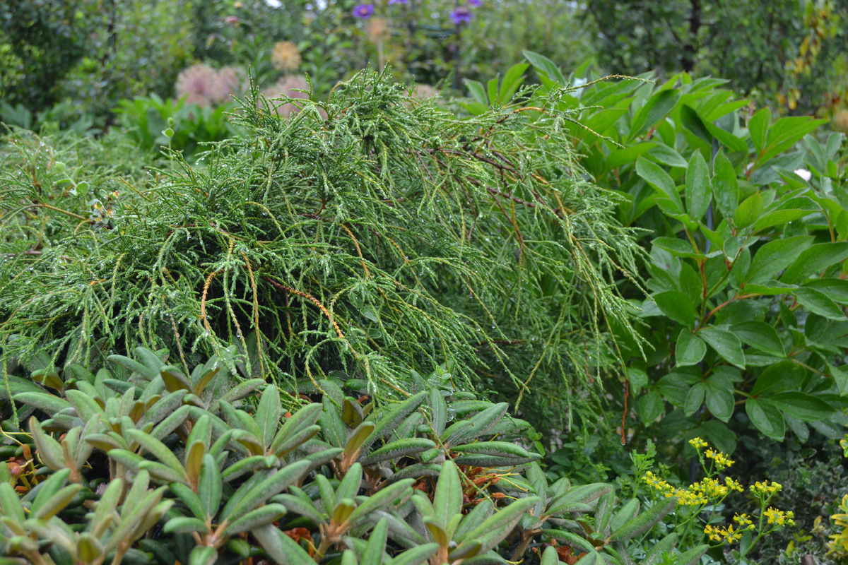 фото автора (Кипарисовик горохоплодный (Chamaecyparis pisifera)