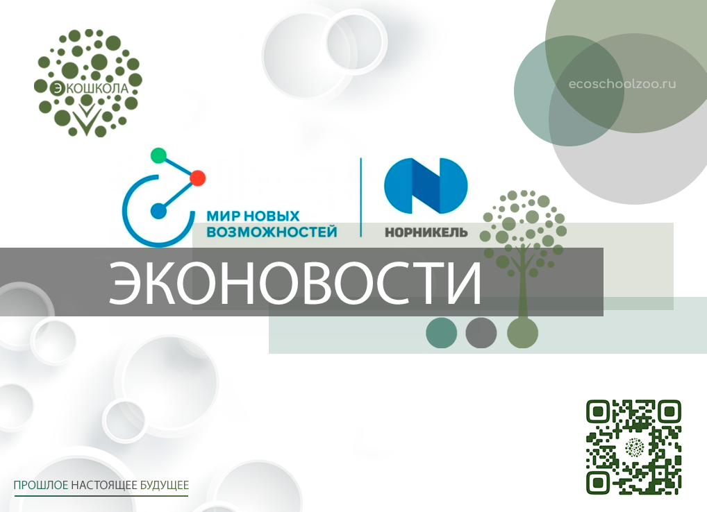 Занятия на площадках zoom и Сферум проекта «The future of English programming (F.E.P) 