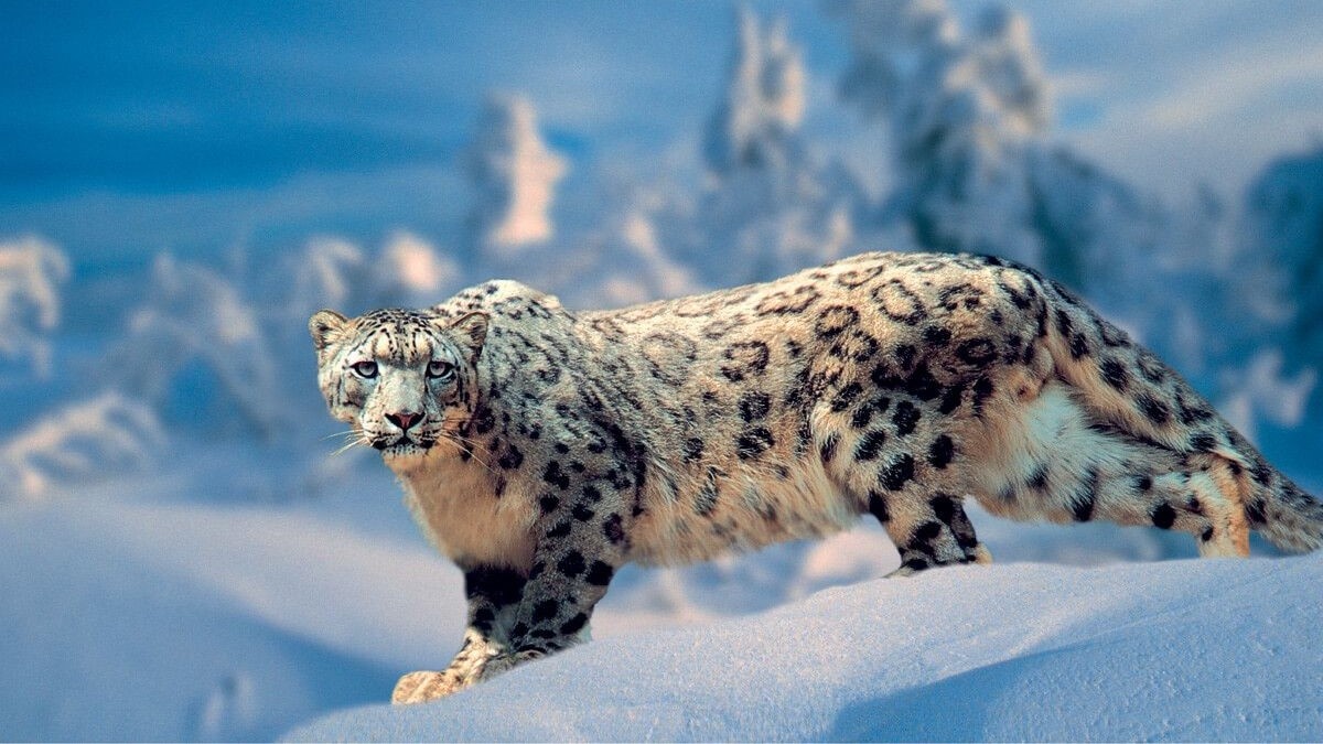 Снежный барс. Фото в свободном доступе.