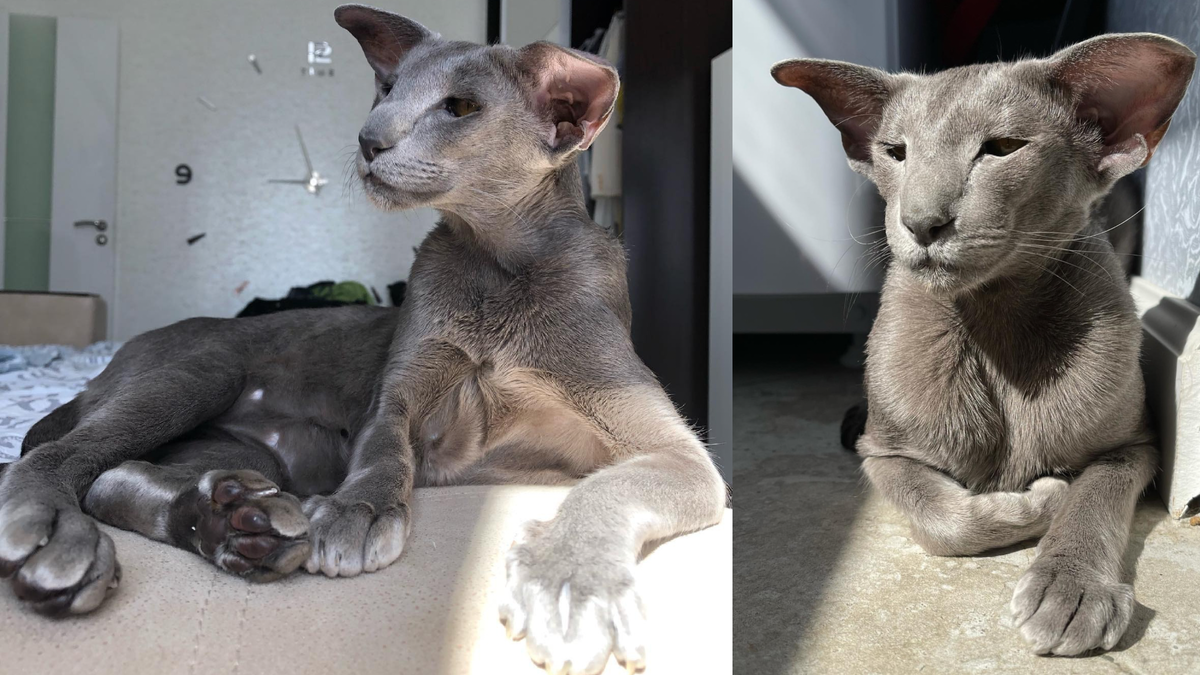 Ориентальная кошка Мамба.