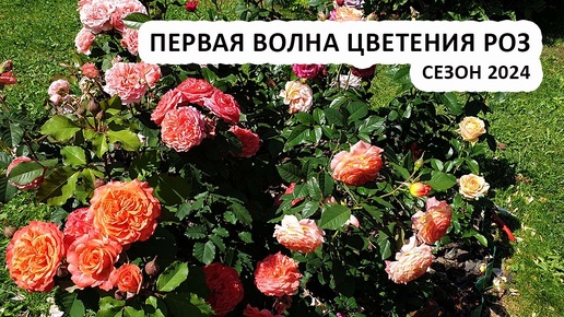Розы в саду: первая волна цветения в Подмосковье, сезон 2024