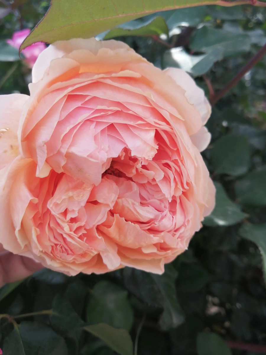 фото Кристоф