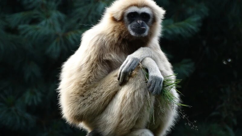     Гиббон. Обезьяна. Примат. CC0