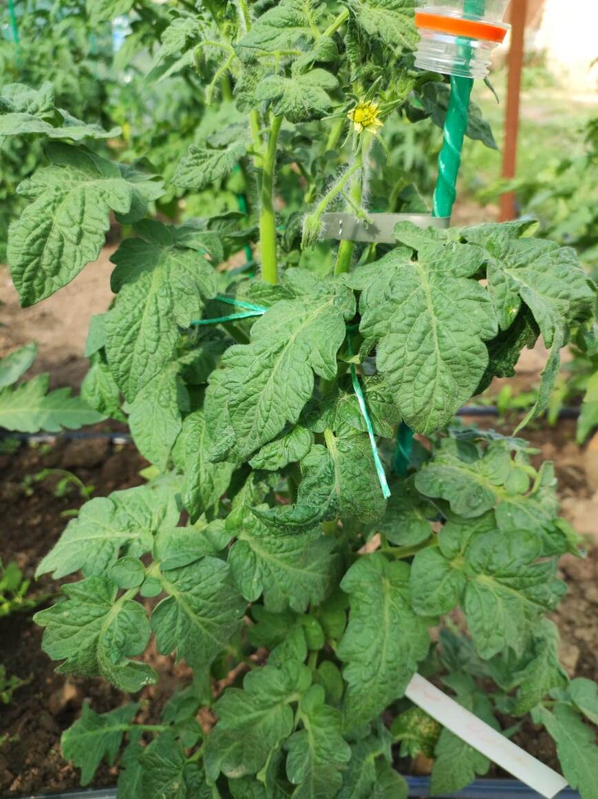 гном Головорез (Десперато)