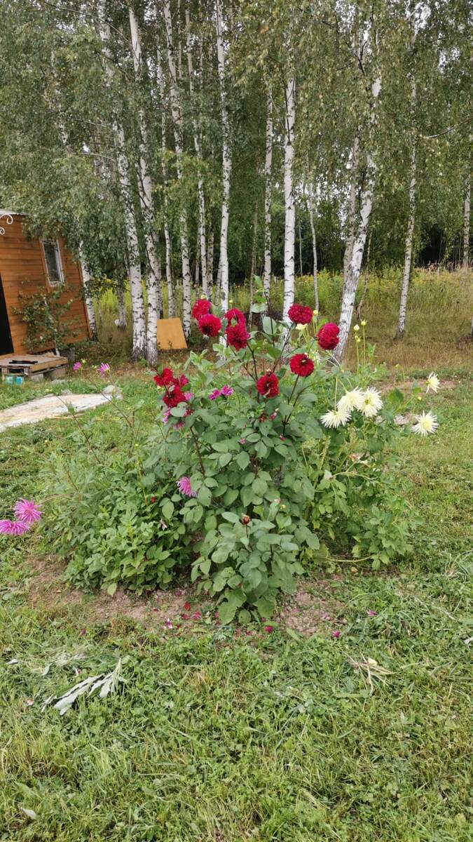 Георгины посадила