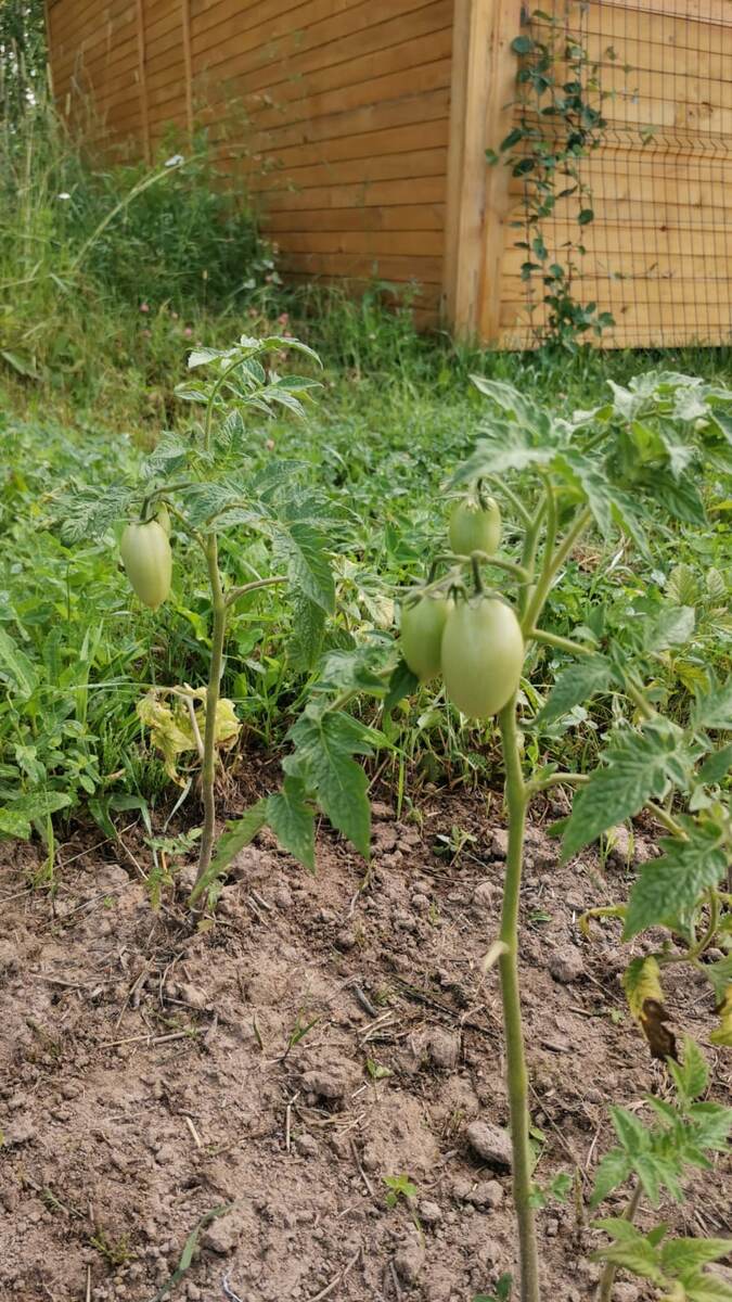 Помидоры "Слива"