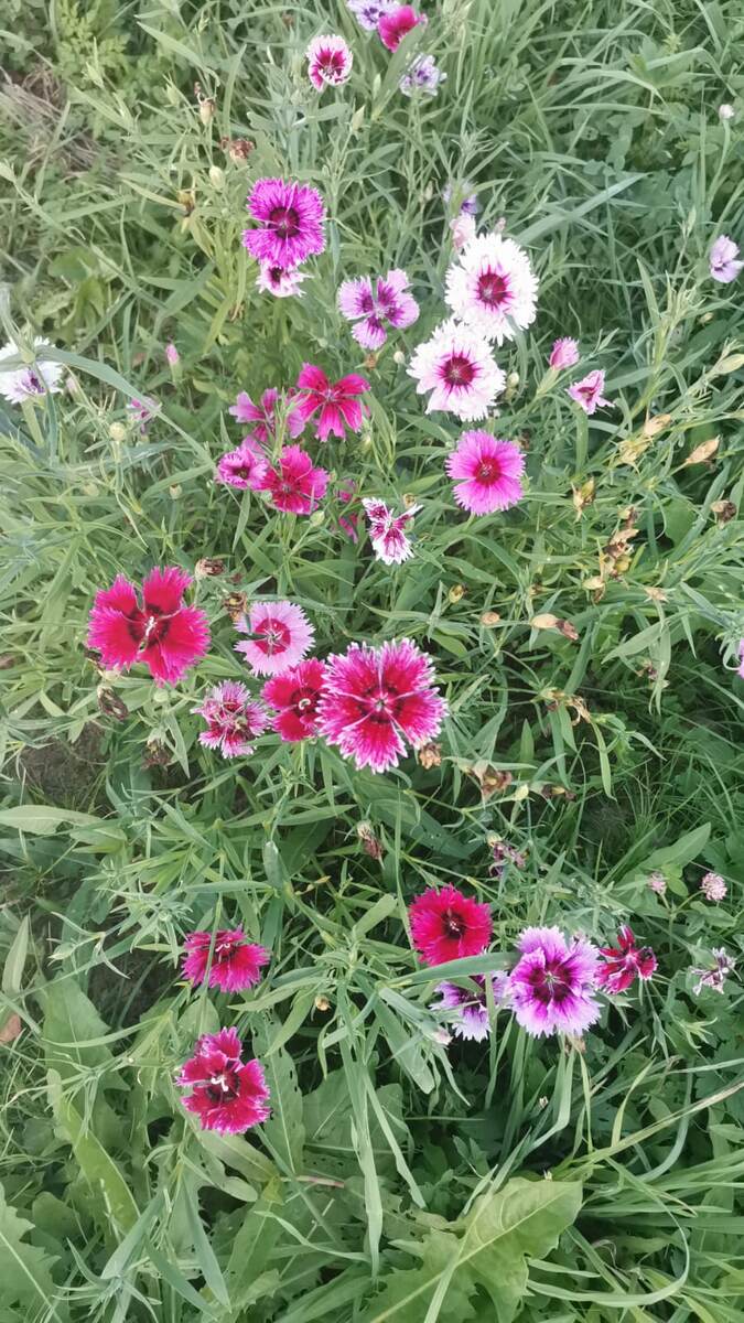 Гвоздика китайская (разнообразие окрасок поражает, заросла слегка)