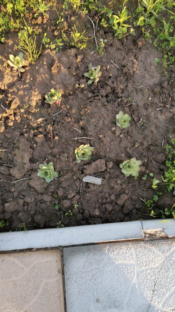 Молодило (малышки, только приткнула)