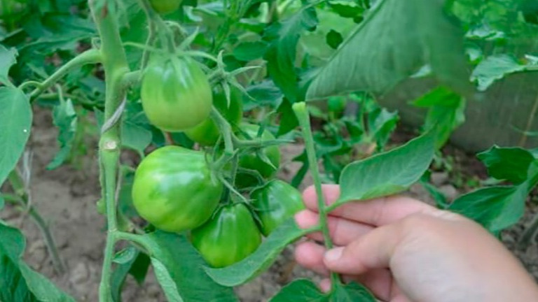 Удаление листвы у томатов – это не панацея, а профилактика болезней. Хотя дачные гуру считают эту процедуру просто популярной.