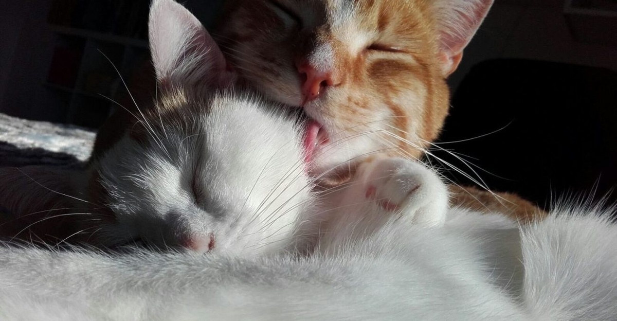 описание пикчи