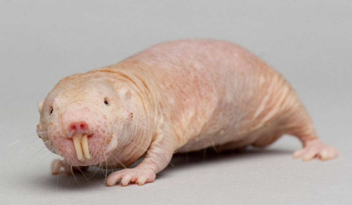 Голый землекоп (Heterocephalus Glaber)