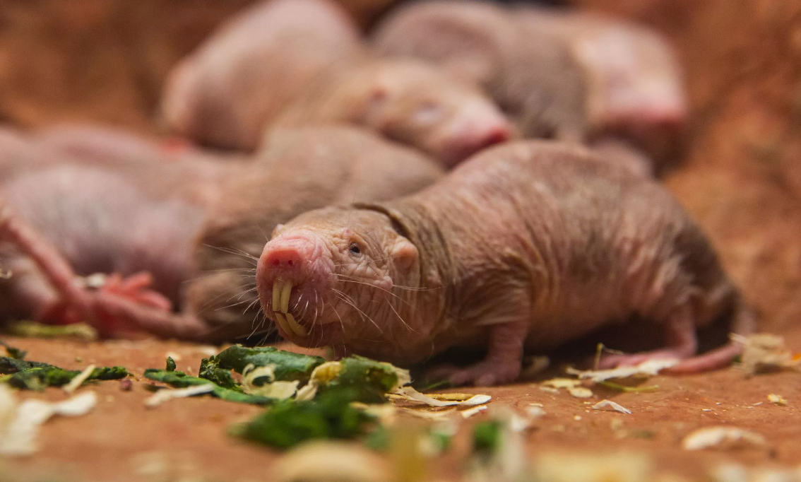 Голый землекоп (Heterocephalus Glaber)