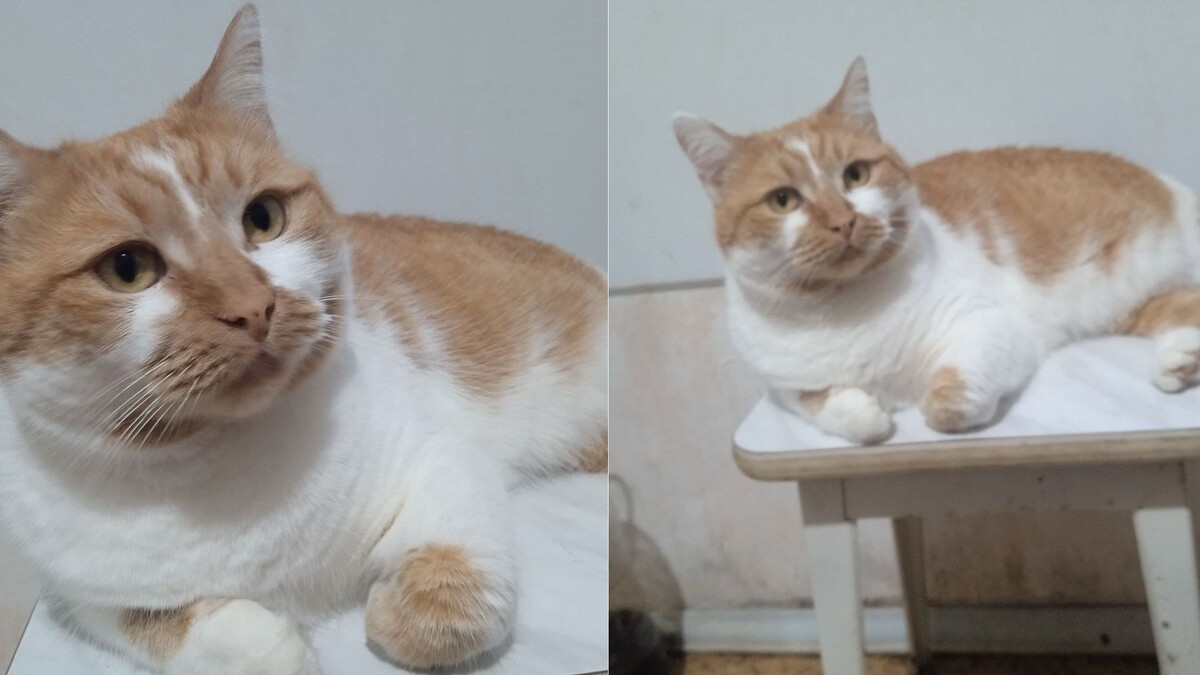 Лапамудрие от Кошки Фиксы. Эпизод 6